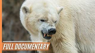 Surviving Summer: A Journey with Polar Bears on Hudson Bay | Full Documentary by Free High-Quality Documentaries 11,216 views 3 months ago 16 minutes