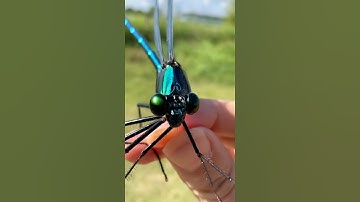 Bắt được con chuồn chuồn kim khổng lồ