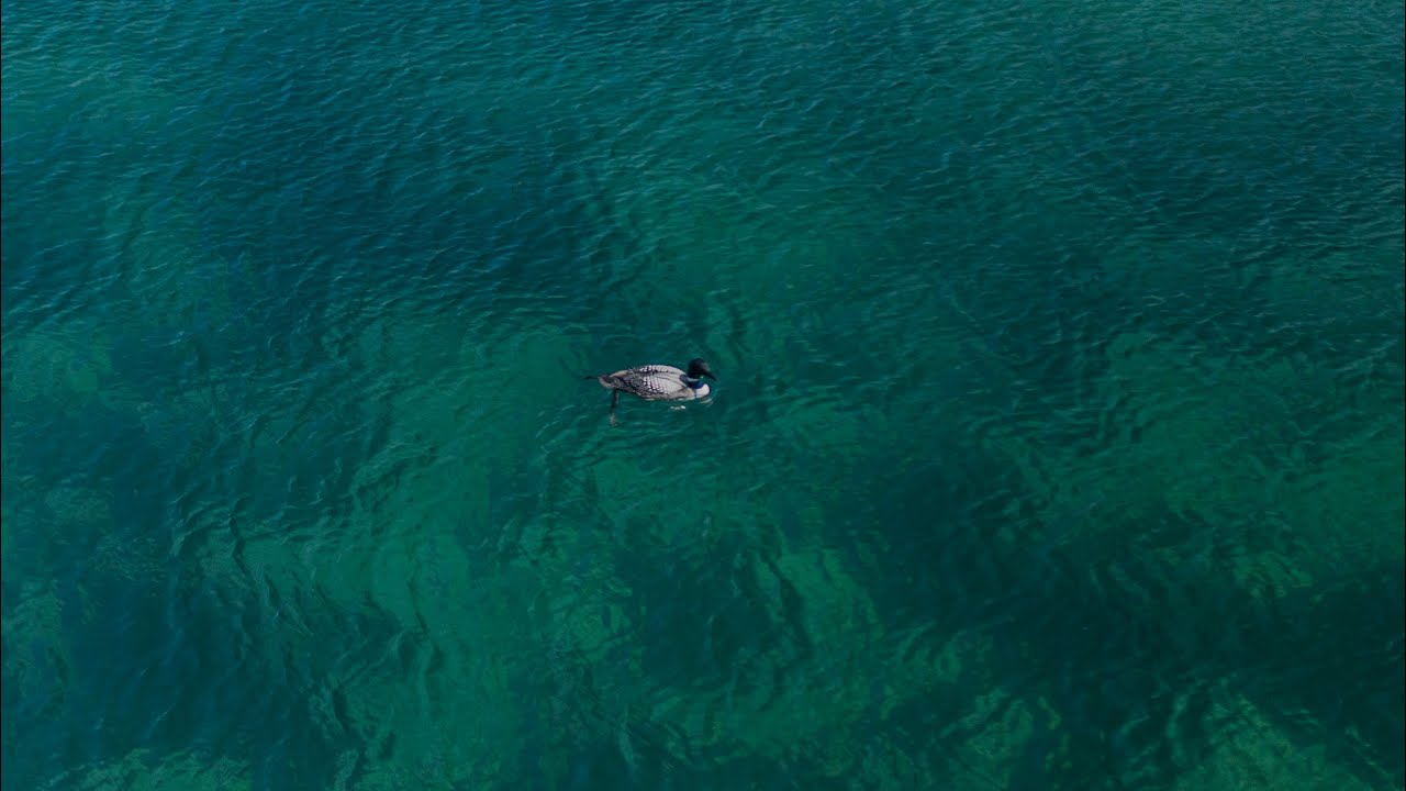 The common loon is diving YouTube
