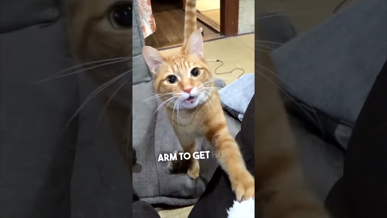 This Cat Loves To Play Fetch Like A Dog 