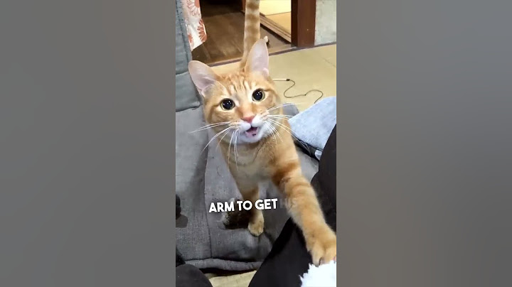 This cat loves to play fetch like a dog 😂