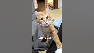 This cat loves to play fetch like a dog 😂