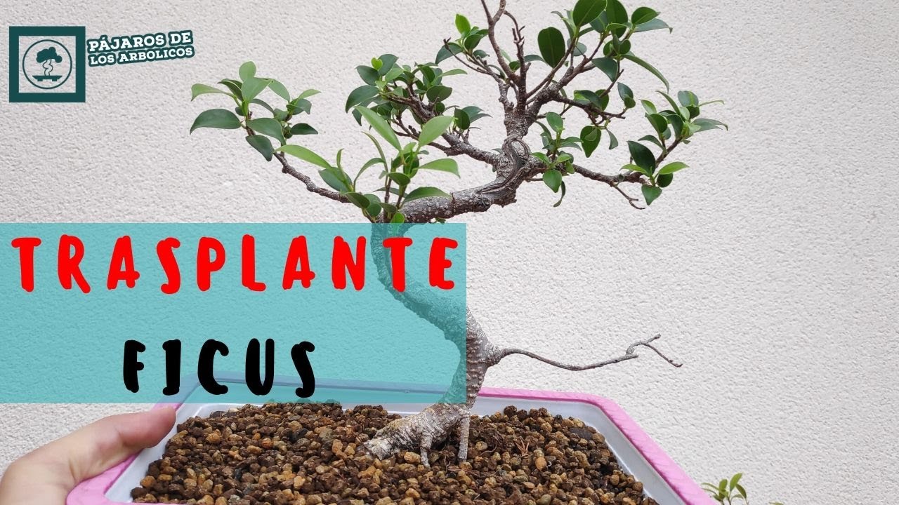 🤘FICUS Retusa🤘 -TRASPLANTE  a🏴‍☠️ 