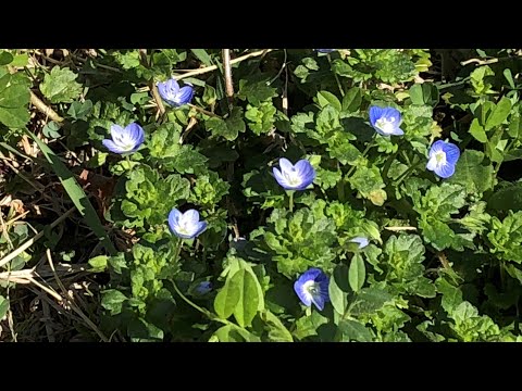 【ハルノヒ】あいみょん ／ 歌おうfavorite songs 281