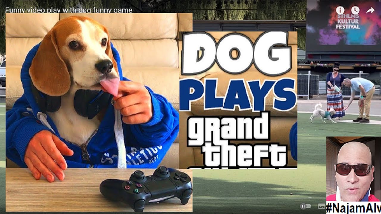 Funny dog playing games in stockholm city - YouTube