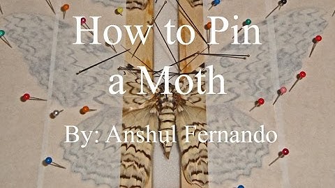 How to Pin a Moth