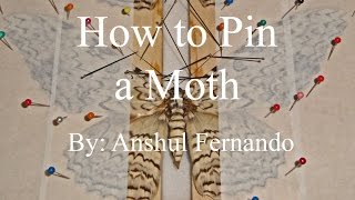 How to Pin a Moth