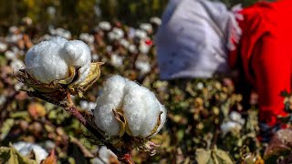 "Don't buy it and don't buy it!" Xinjiang cotton and the fashion industry's sweatshops