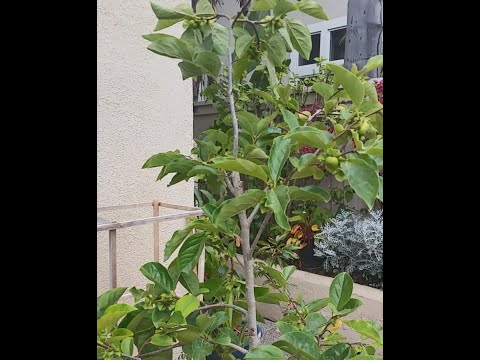 Video: Persimmon In A Flowerpot - An Interesting Way To Grow Persimmons In Tubs