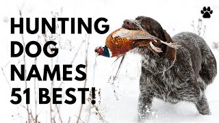 Hunting Dog Names 51 TOP & BEST & AMAZING Ideas | Names