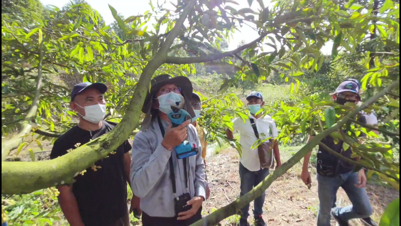 TEKNIK PANGKASAN, POKOK DURIAN PUN ADA DAHAN JANTAN DAN BETINA