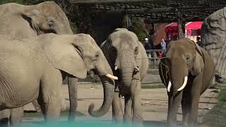 Mission Possible: The Transformation of Cleveland Metroparks Zoo