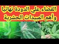 مكافحة الدودة والقضاء عليها نهائيا وأهم المبيدات الحشرية