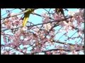 ありがとう  しいの乙吉  cover勇翁