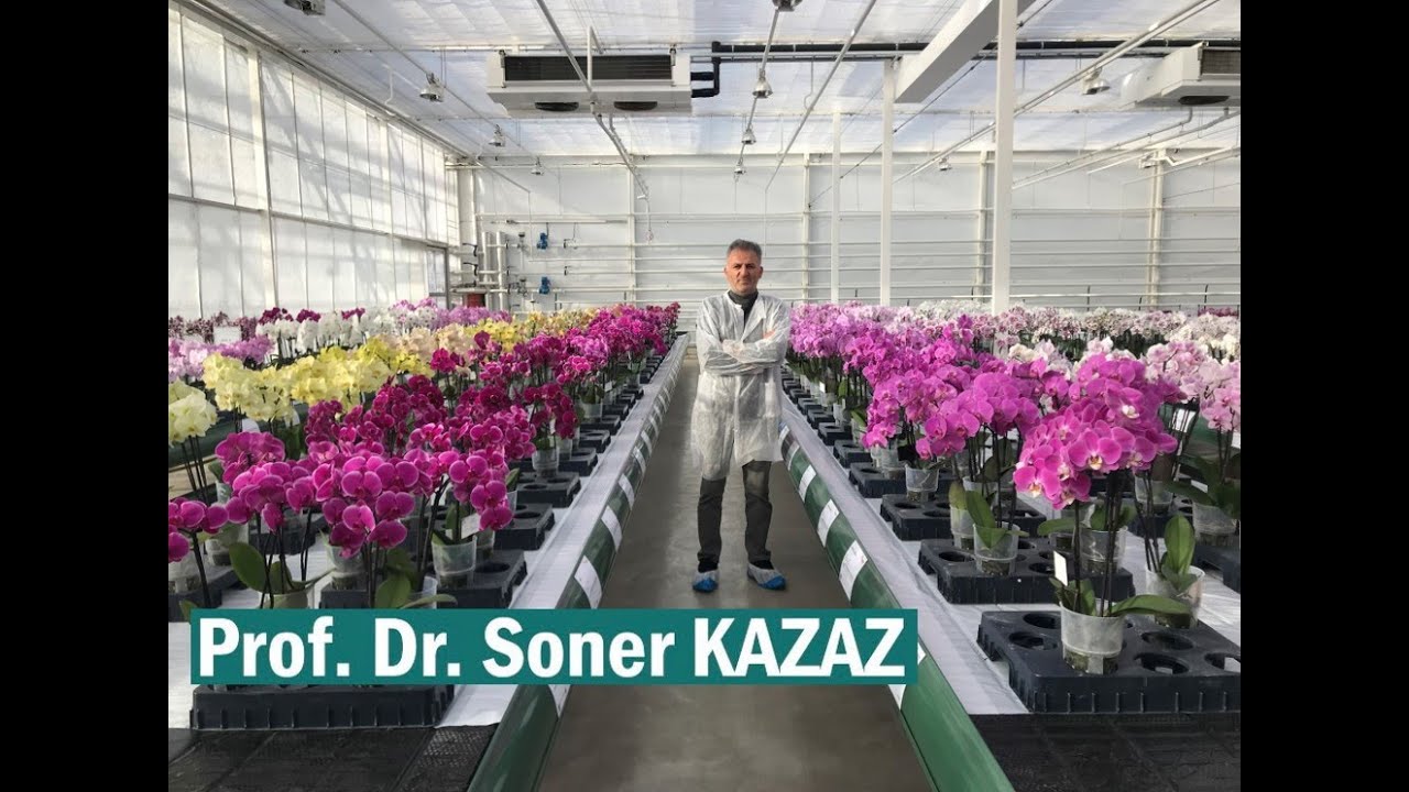 методы ветвления и цветения орхидей