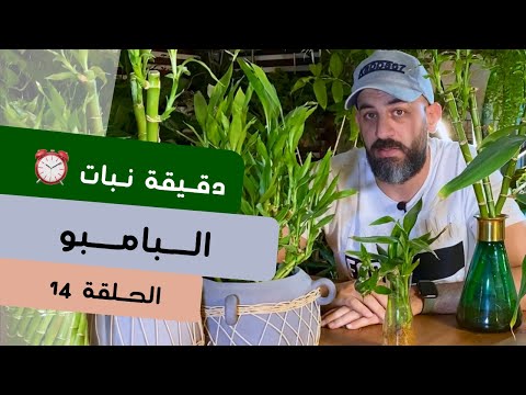 فيديو: هل يمكنك زراعة قصب السكر في الأواني - كيفية زراعة نباتات قصب السكر المحفوظة بوعاء