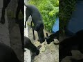 වෙසක් දානය ❤❤❤❤❤❤❤❤❤❤❤❤❤❤❤❤❤❤❤❤❤❤❤#youtubeshorts #trending #pets #animals