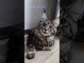 Нежная стерилизация кошки мейн-кун Киев