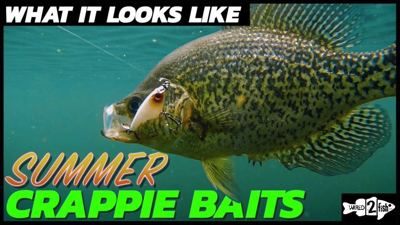 Fishing for Summer Crappies  What it Looks Like Underwater 