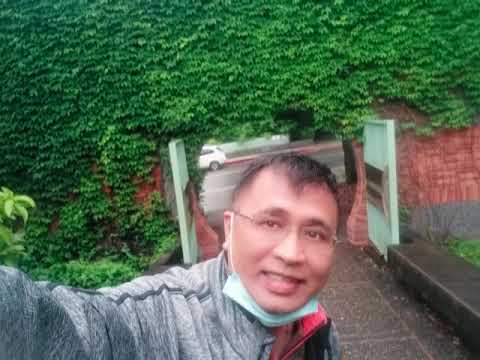 虎哥唱 針葉樹