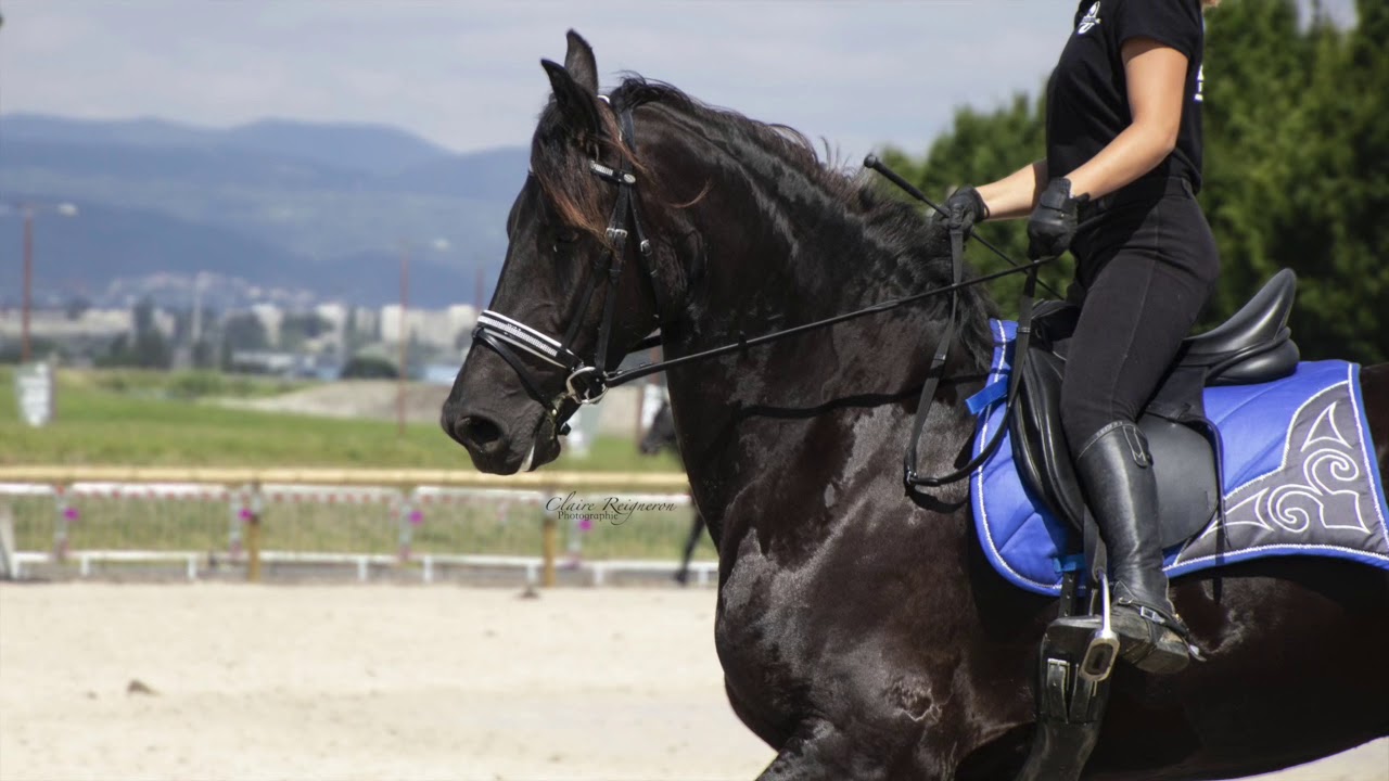Salon Du Cheval De Clermont Ferrand 2018 Les Frison D Embene