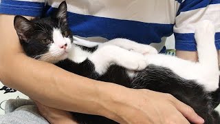 「ここは俺の場所だ」と子猫たちに見せつける先住猫