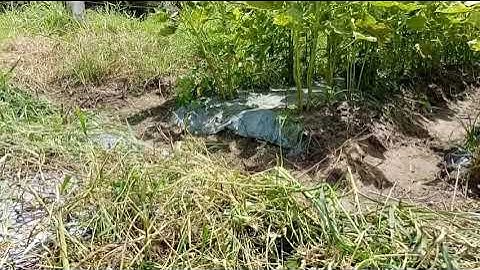 Bẫy Cút Xuyên Đôi - Video 07