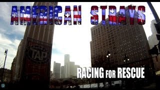 Racing For Rescue  American Strays the series *bonus episode* Hope For Dogs Like My DoDo