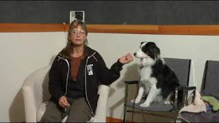 How To Use A Dog Whistle To Stop Barking