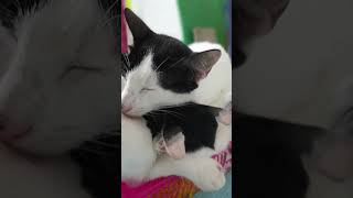 Kucing Kawin Dalam Pandangan Budaya Berbeda Dari Yang Normal Hingga Tabu#shorts