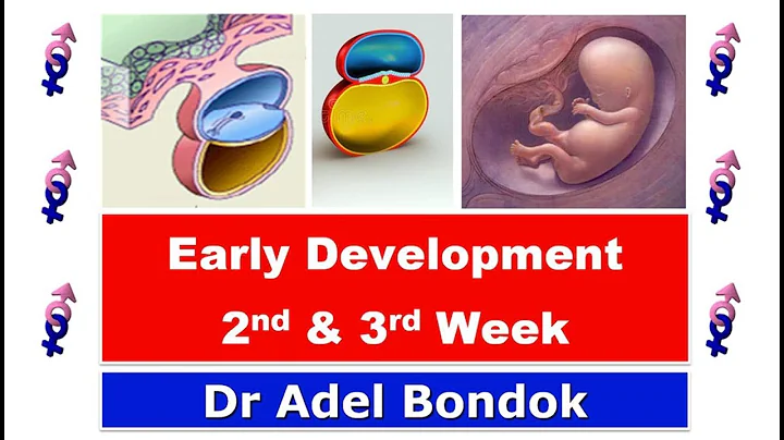 Early Development (Week 2 and Week 3), Dr Adel Bondok