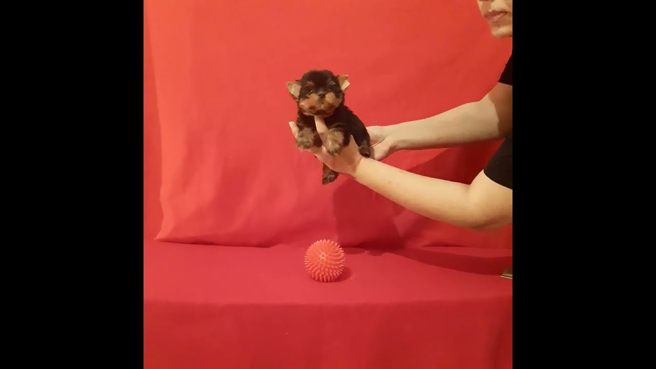 Йорки.На видео девочка мини. тип бэби фэйс Документы Клеймо Привита ТЕЛ.89190786389 Вэтсап