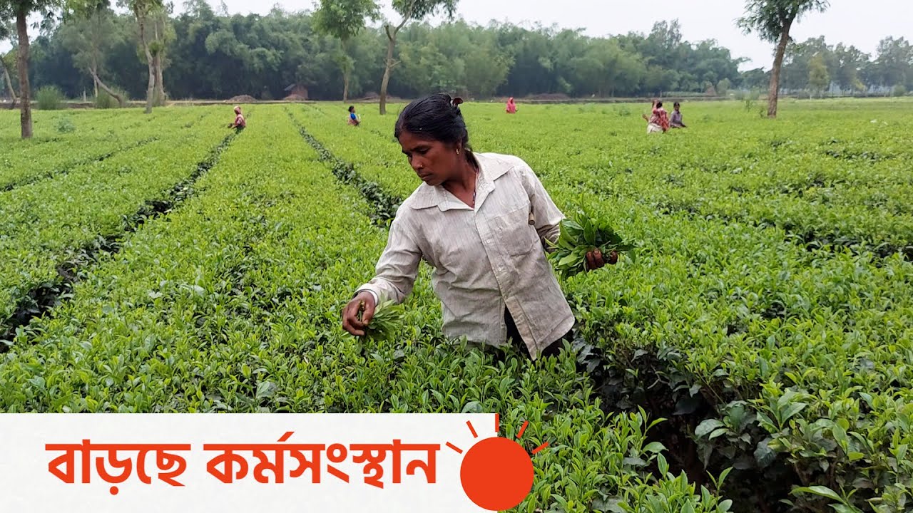 চা চাষে সম্ভাবনাময় ঠাকুরগাঁও