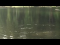 Otters at Lake Sylvia