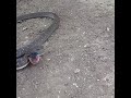 Snake attack