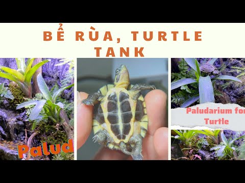 Video Bể Bán Cạn Nuôi Rùa | AQUA MINI | Bể Bán Cạn - youtube