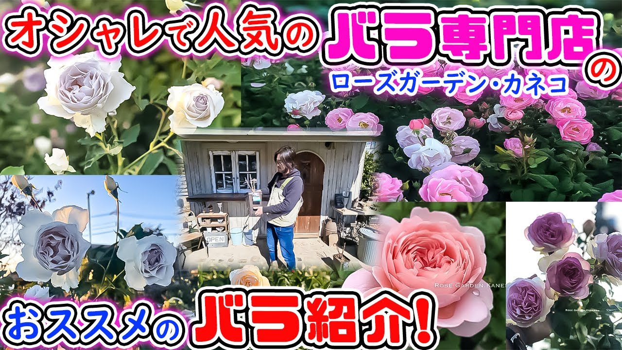 とってもオシャレで人気な♪バラ専門店がおススメする品種! お花の写真付きでご紹介🌹【ローズガーデン・カネコさん】