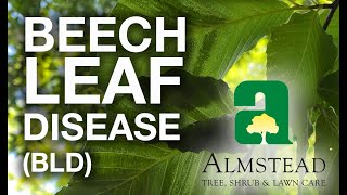 Beech Leaf Disease  Information and Treatment