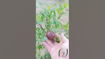 Lựu đỏ Ai Cập trồng ở miền tây