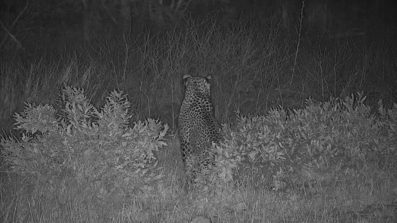 camera iphone 8 plus apk Djuma: Leopard-Hosana male - 18:23 - 07/25/19
