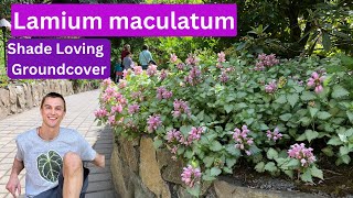 Great Groundcover  Lamium maculatum  Shade Gardens