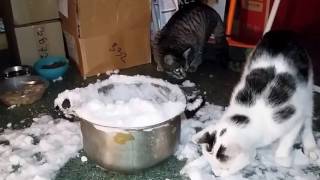 Кот отрывается по полной 😃❤👍😉🐾 |Снег | Зима | Коты в приюте funny cats in the shelter Кот отрывается по полной 😃❤👍😉🐾 |Снег | Зима | Коты в приюте funny cats in the shelter