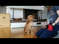 Training whit a cocker spaniel