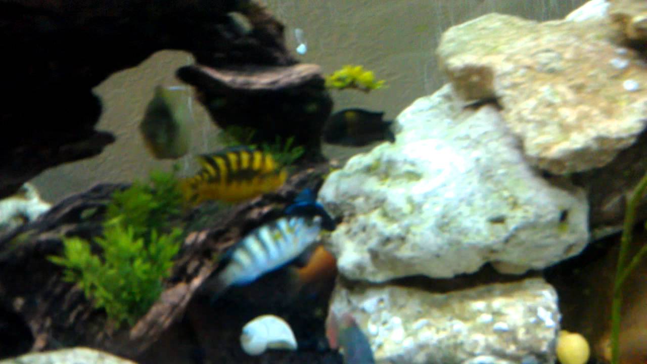 Betta vs cichlids - YouTube