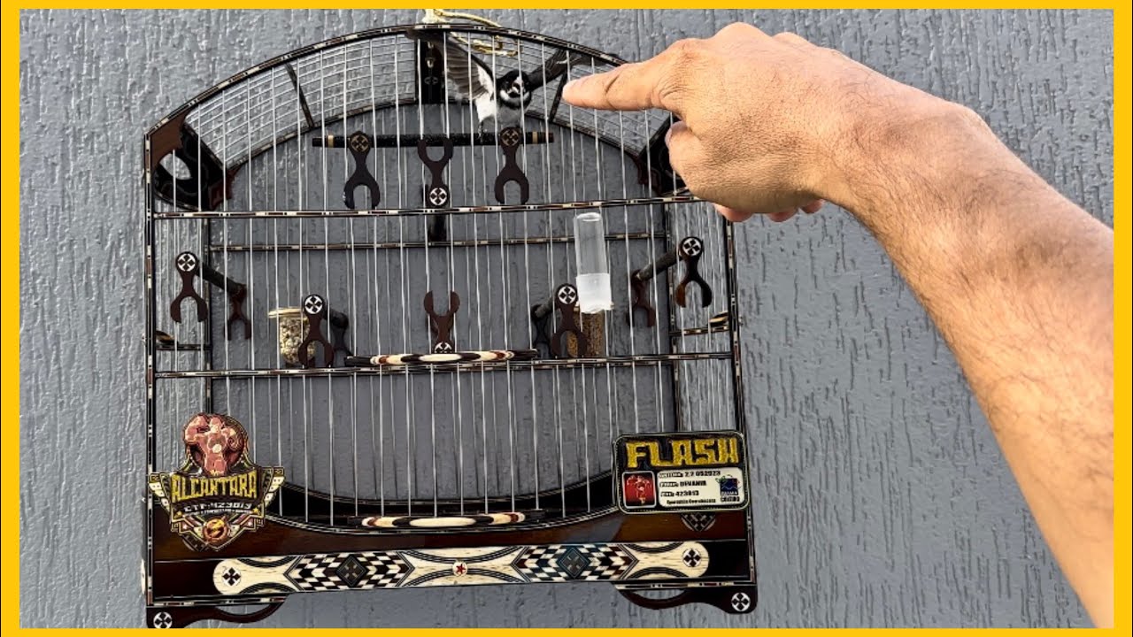 DE CASA NOVA! COLEIRO GOSTOU DE MAIS DA GAIOLA DE RODA