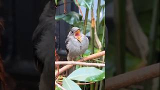 Have you ever heard the voice of the Screaming Piha? 🐦 #birds #viral