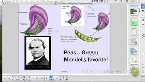 APBio Ch 11 Mendelian Genetics (QUIZ FRIDAY)