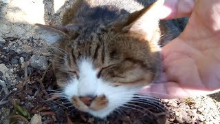 寝ていた野良猫をモフモフする。