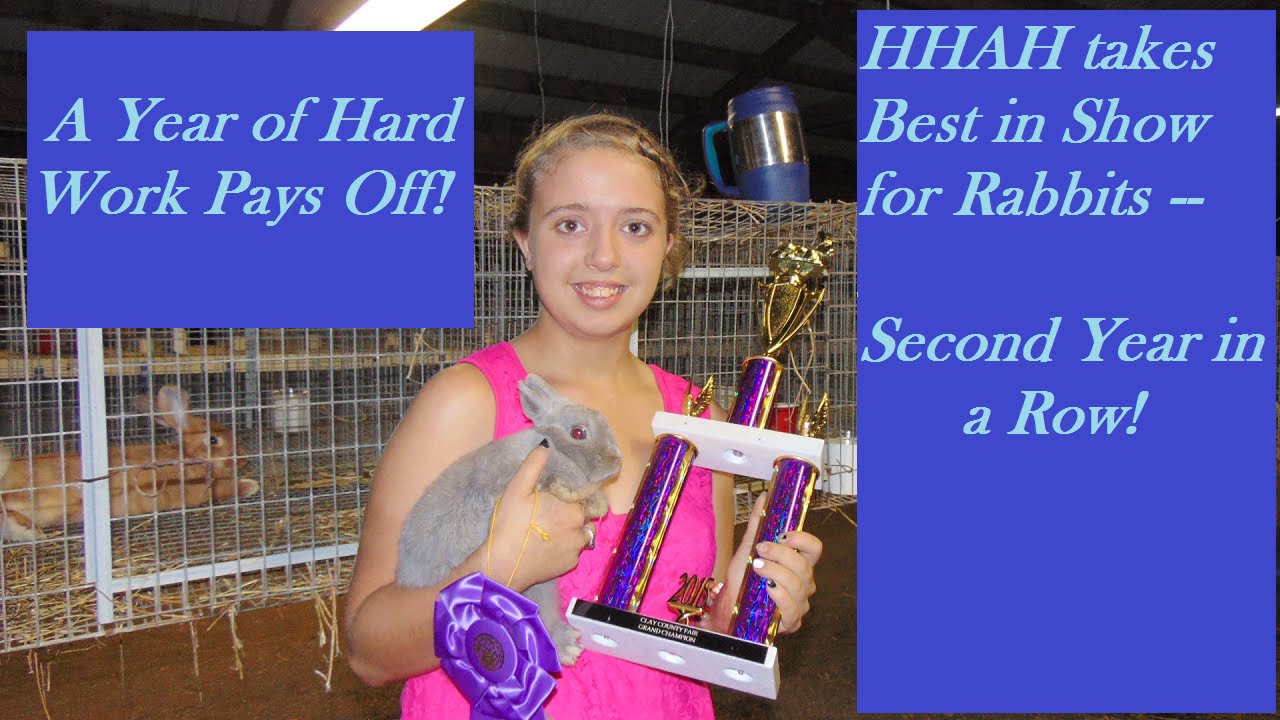 Rabbits - Revealing the Results of a Year of Hard Work With the Rabbits - YouTube