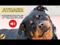 ATRAER a un PERRO 🐕 Sonido para Llamar a los Perros (GARANTIZADO)